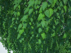 birch Model 3D