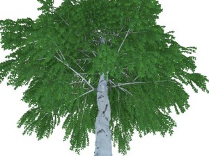 birch Model 3D