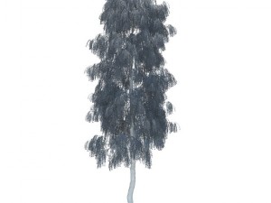 birch Model 3D