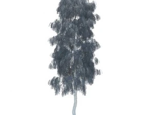 birch 3D Model
