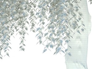 birch Model 3D