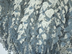 birch Model 3D