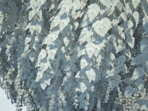 birch 3D Model
