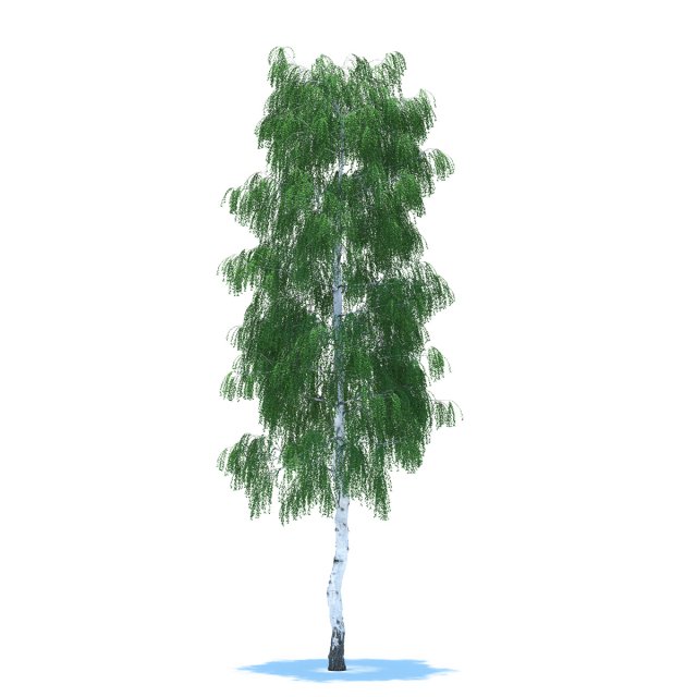 birch 3D-Modell .c4d .max .obj .3ds .fbx .stl .blend 