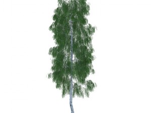 birch 3D-Modell