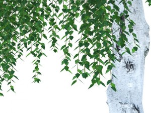 birch 3D-Modell