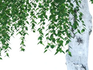 birch 3D Model