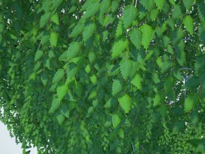 birch 3D-Modell