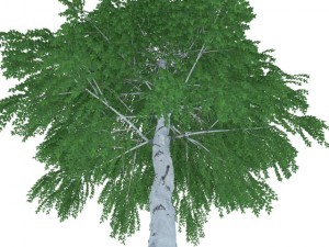 birch 3D-Modell