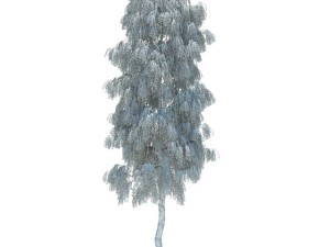 birch 3D-Modell