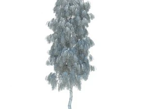 birch 3D Model