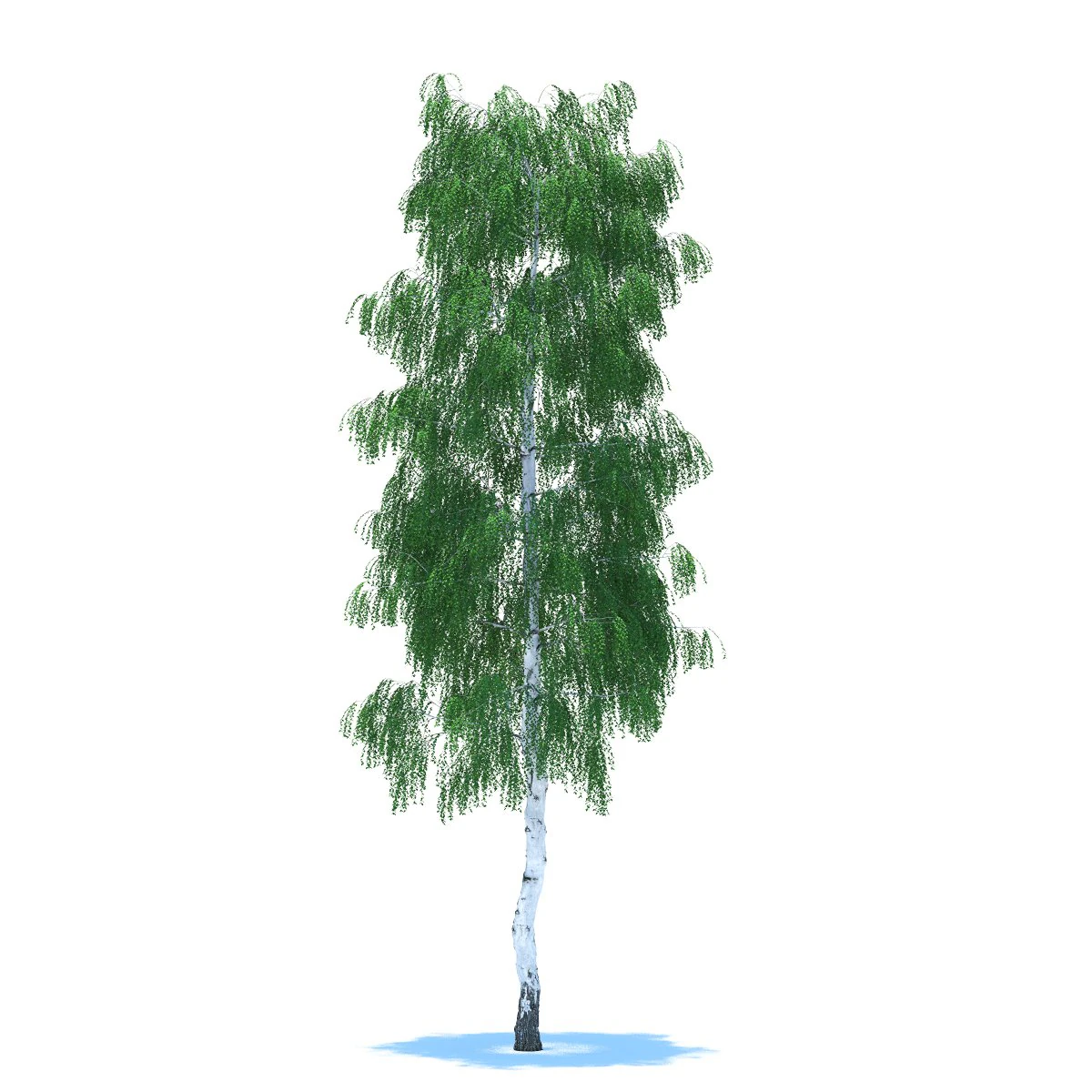 birch 3D Model .c4d .max .obj .3ds .fbx .stl .blend 