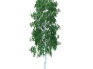 자작나무 3D 모델