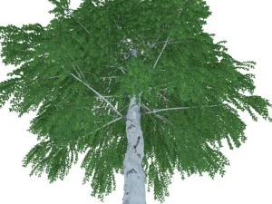 birch 3D Model