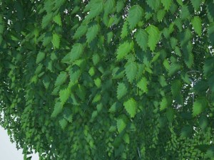 birch 3Dモデル