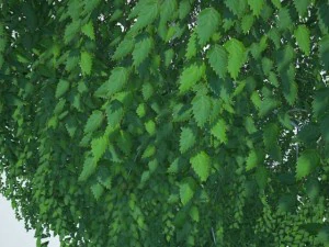 birch 3D Model