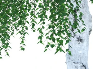 birch 3D Model