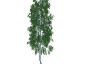 birch 3Dモデル