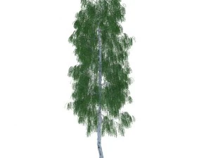birch 3D Model