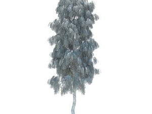 birch 3Dモデル