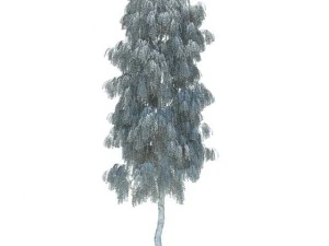 birch 3D Model