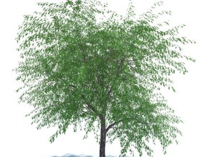 cherry tree blossomed 3D मॉडल