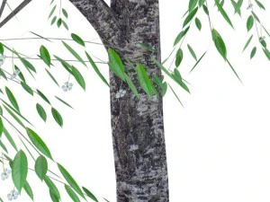 cherry tree blossomed 3D Model