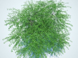 cherry tree blossomed 3D मॉडल