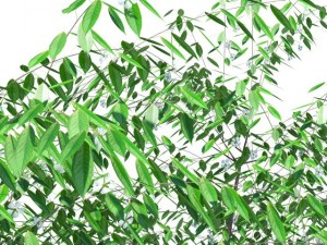 cherry tree blossomed 3D मॉडल