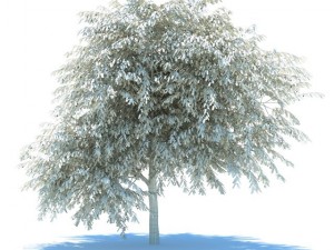 cherry tree blossomed 3D मॉडल