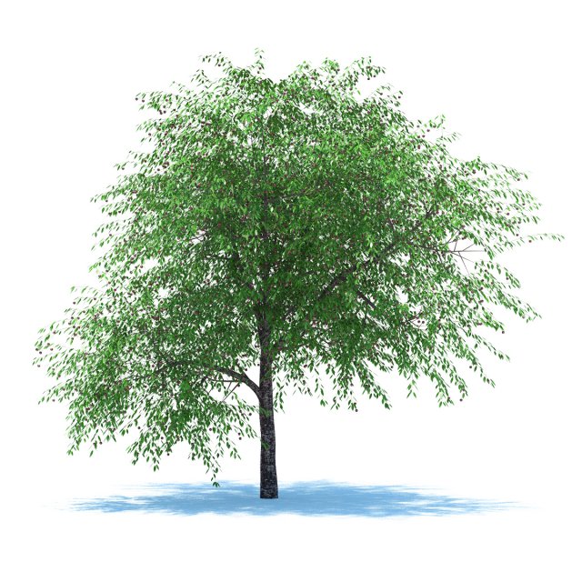 cherry tree with berries 3Dモデル .c4d .max .obj .3ds .fbx .stl .blend 