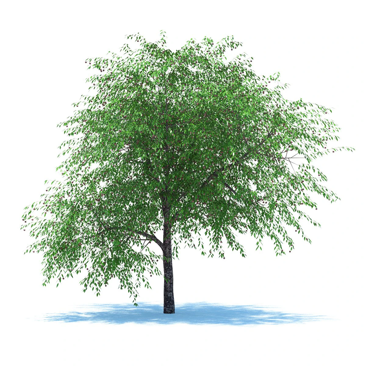 cherry tree with berries 3D Model .c4d .max .obj .3ds .fbx .stl .blend 