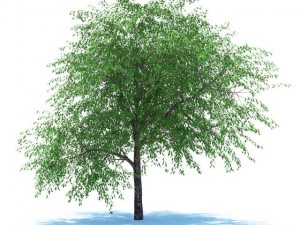 cherry tree with berries Model 3D