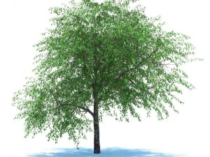 cherry tree with berries 3D Model
