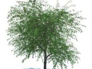 cherry tree with berries 3D Model