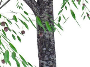 cherry tree with berries 3Dモデル
