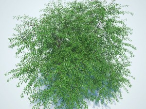 cherry tree with berries 3Dモデル