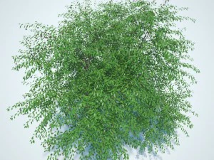 cherry tree with berries 3D Model