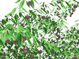 cherry tree with berries 3D Model