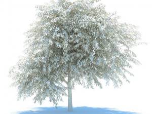 cherry tree with berries 3Dモデル