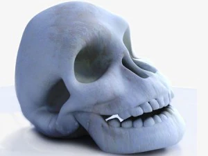 颅骨 3D 模型