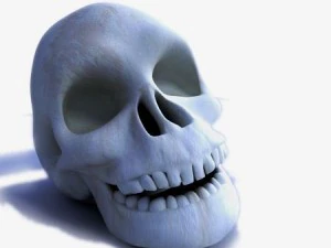 skull 3D Model