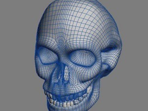 skull 3D 模型