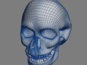 skull 3D Model