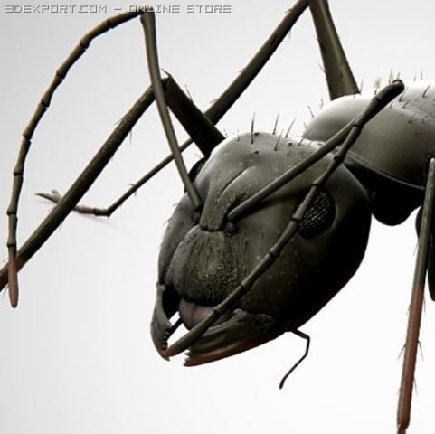 ant 3D Модель .c4d .max .obj .3ds .fbx .stl .blend 
