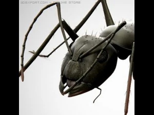 ant 3D Model