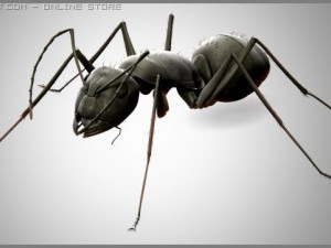 ant 3D Модель