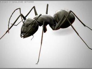 ant 3D Model