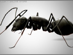 ant 3D Модель