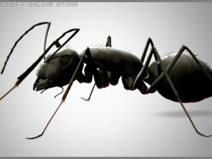 ant 3D Model
